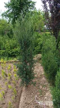 高度190厘米侧柏