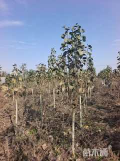 高度300厘米郁金香玉兰