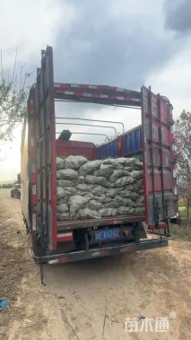 高度20厘米麦冬