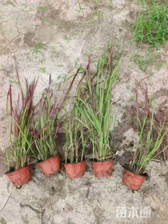 高度20厘米血草