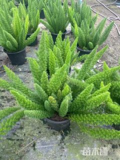 高度30厘米狐尾天门冬