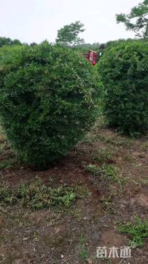 冠幅120厘米火棘球