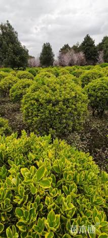 冠幅150厘米金边黄杨球