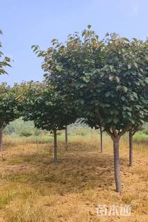 16公分日本晚樱