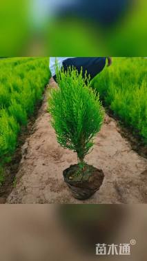 高度25厘米洒金柏