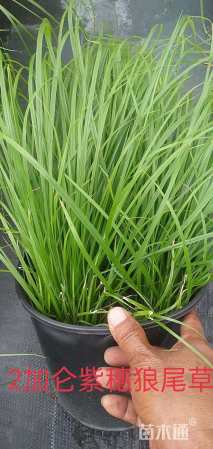 高度40厘米紫穗狼尾草