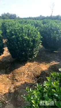 冠幅100厘米大叶黄杨球