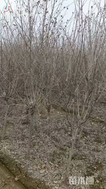 高度220厘米木槿