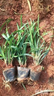 高度15厘米阔叶麦冬