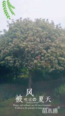 16公分红叶石楠