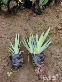 高度10厘米鸢尾