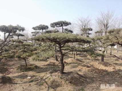 造型油松