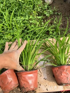 高度20厘米常绿萱草