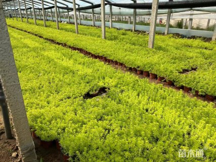 高度14厘米金叶佛甲草