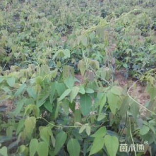 小花鹰爪枫