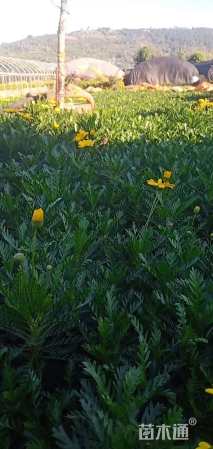 高度20厘米黄金菊