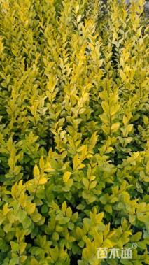 高度40厘米金森女贞