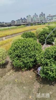 高度100厘米金丝桃球