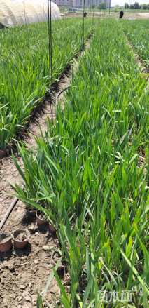 高度40厘米水生鸢尾