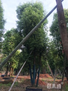 40公分丛生香樟