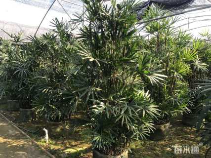裸干高250厘米棕竹