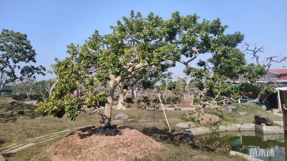 28公分红果冬青