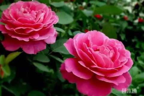 高度40厘米月季