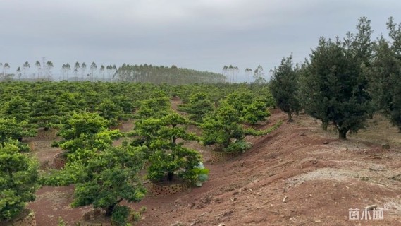 移栽苗造型罗汉松