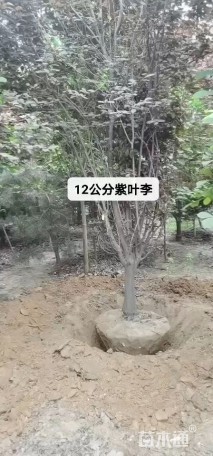 12公分紫叶李