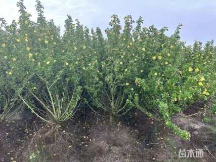 高度200厘米海滨木槿