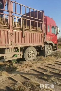 草卷状百慕大草