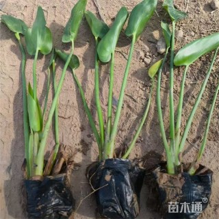 高度55厘米梭鱼草