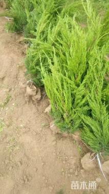 高度60厘米龙柏