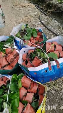 高度20厘米大吴风草