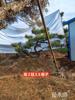 高度500厘米黑松