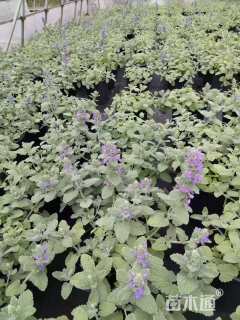 高度20厘米荆芥