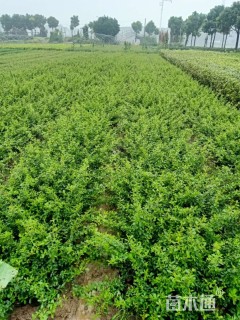 高度40厘米火棘