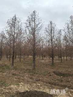 16公分墨西哥落羽杉