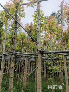 12公分金丝楠木