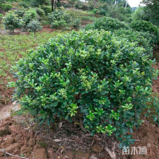 冠幅150厘米海桐球