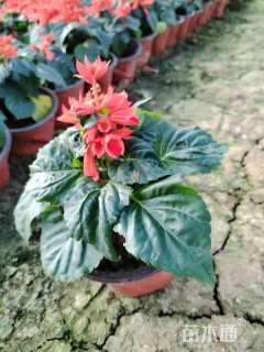 高度10厘米一串红