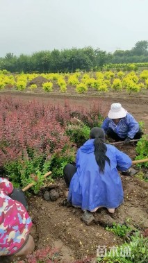 高度50厘米紫叶小檗