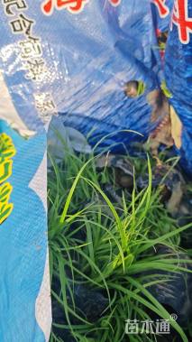 高度10厘米青绿苔草