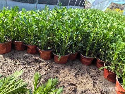 高度25厘米黄金菊