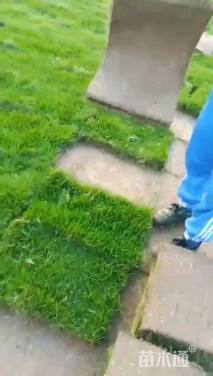 草块状草皮
