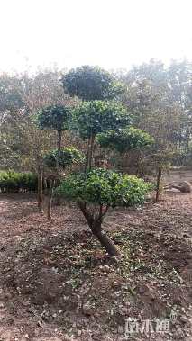 高度300厘米卫矛