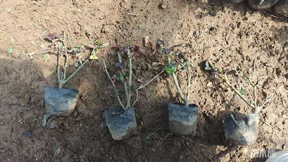 高度30厘米红帽月季