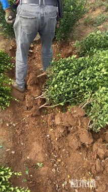 高度80厘米大叶黄杨小苗