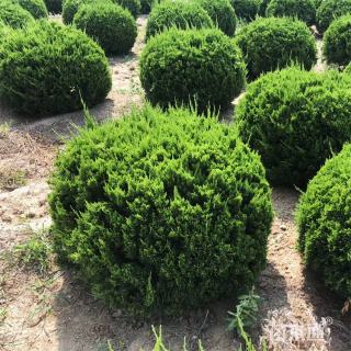 冠幅120厘米龙柏球