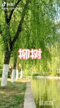 3公分柳树